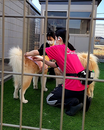 【訪問レポート】秋田犬「ふふ」と「すいか」、ナーシングホームケアリー甲斐竜王へ！