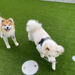 彦根宇尾のドッグラン完成！
